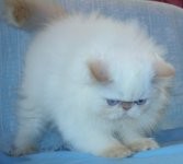 Beautiful Gorgeous Flame Point Himalayan Female Kitten for Sale