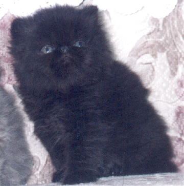 Black Persian CPC