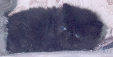 Black Persian CPC