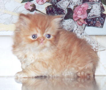 Red Persian Male