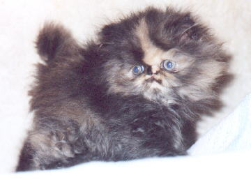 Tortoiseshell Persian