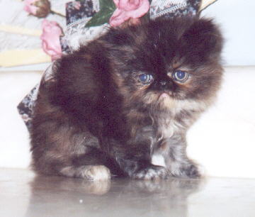 Tortoiseshell Persian