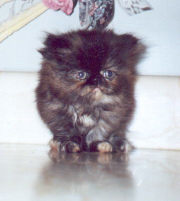 Tortoiseshell Persian